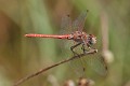 J15B0251 Sympetrum sinaiticum male